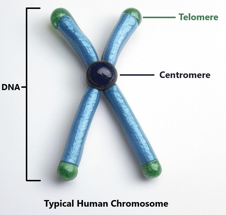 What is a Chromosome?