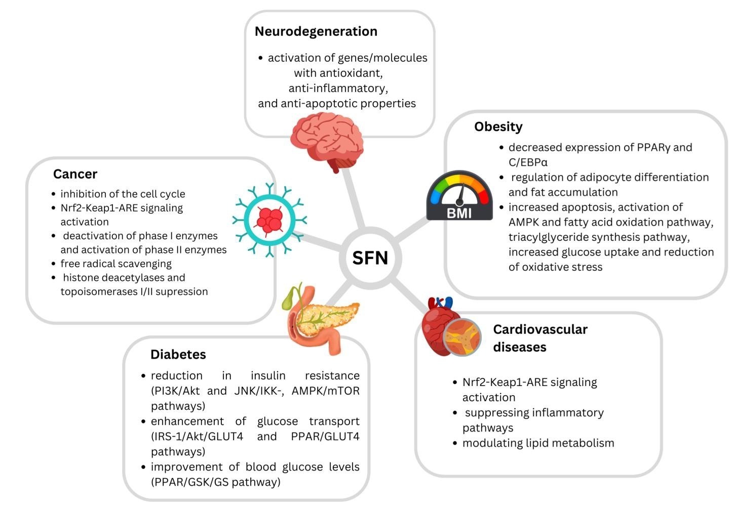 Wellness Supported by Sulforaphane