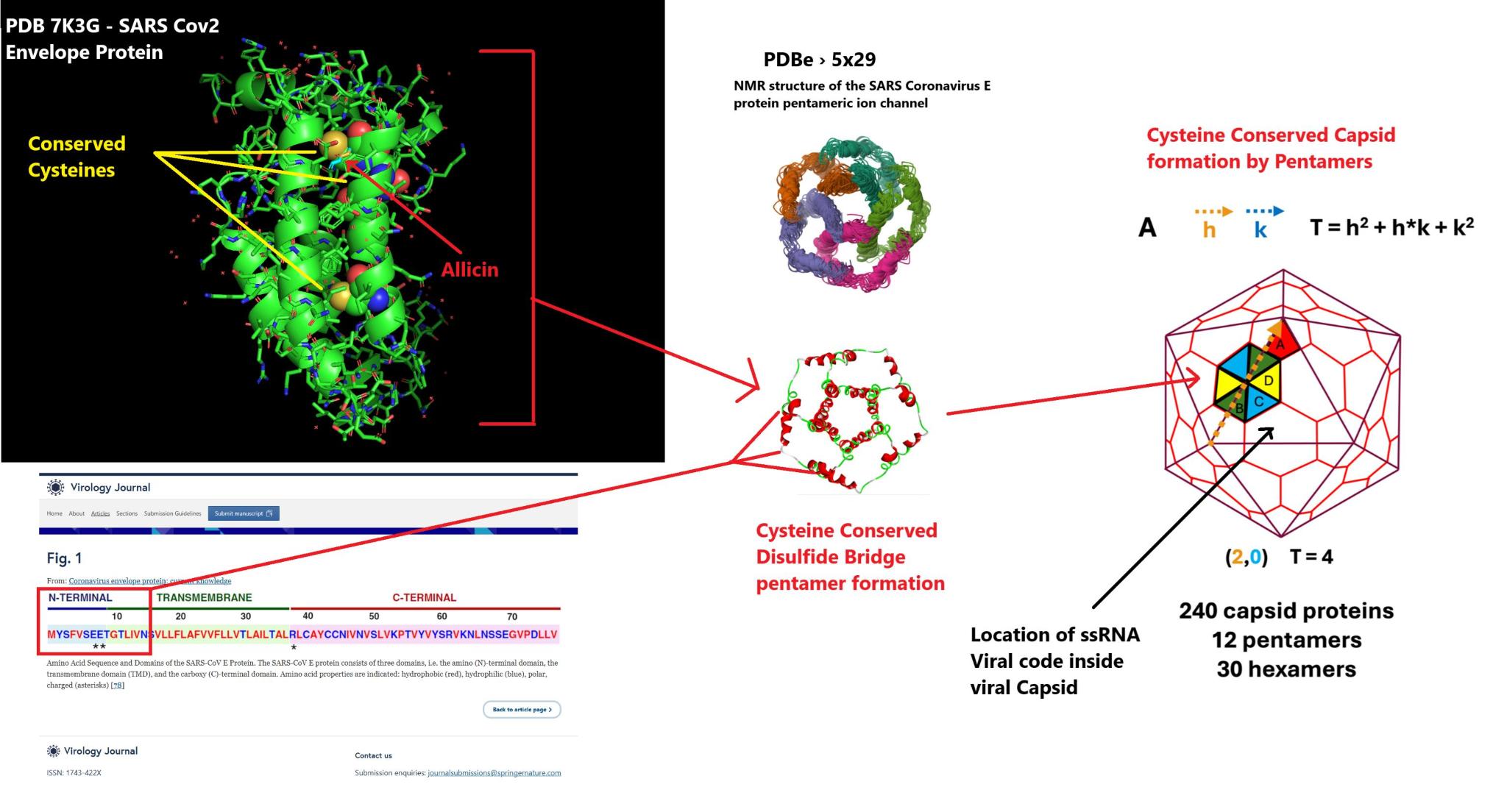 SARS Cov2 Envelope Protein