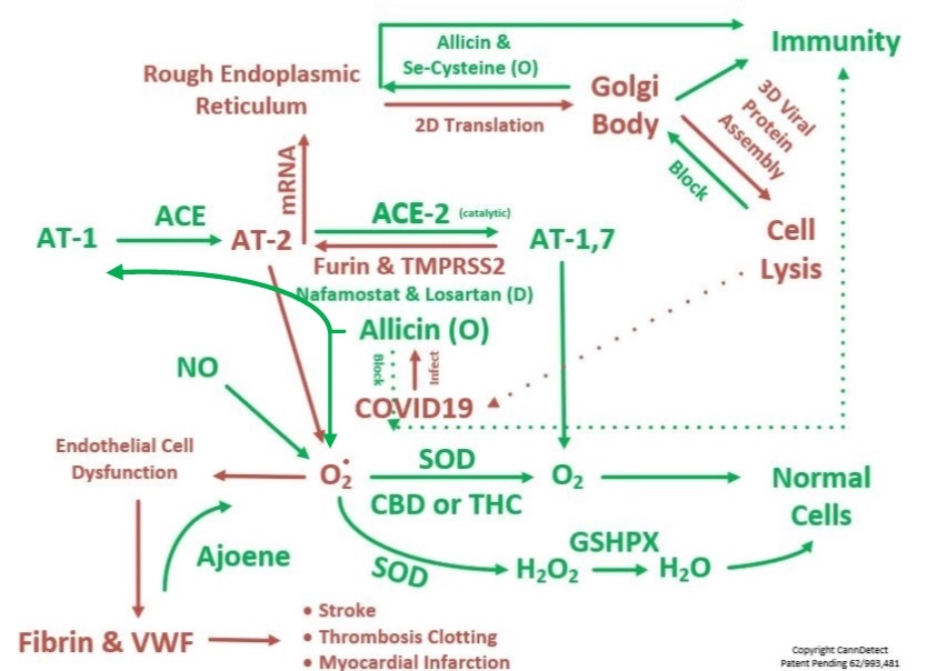SARS Cov2 Protein Translation Inhibition