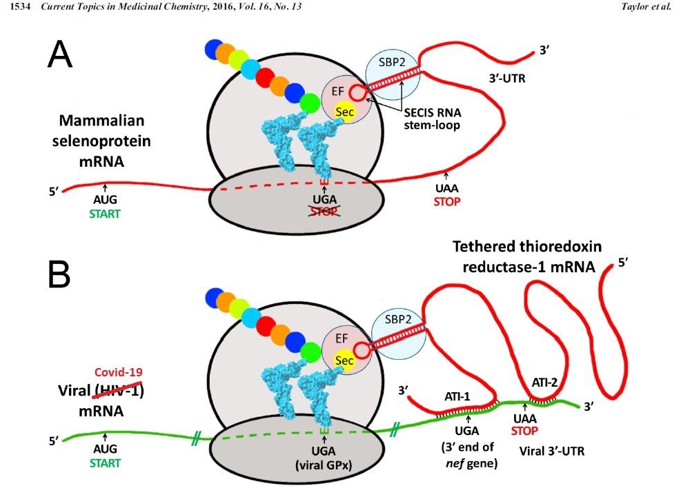Viral Protein Translation Inhibition with Selenium